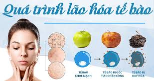Quá trình lão hóa diễn ra như thế nào?