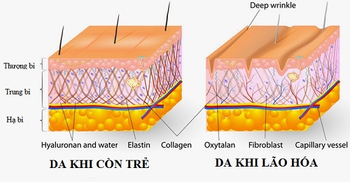 Quá trình lão hóa diễn ra như thế nào?